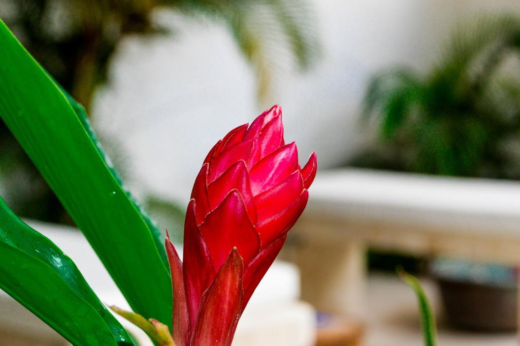 Hotel Aldea Del Bazar & Spa Puerto Escondido  Eksteriør bilde